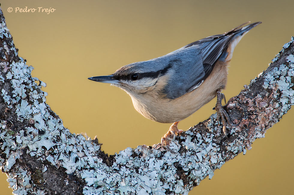 Trepador azul (Sitta europea)